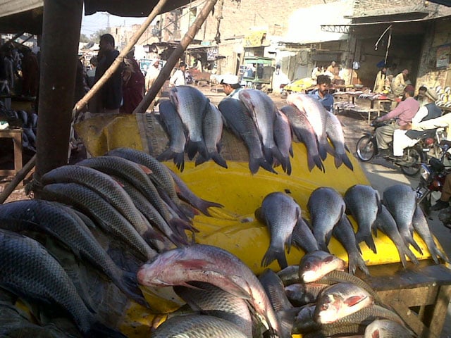 Lahore;  As the demand increased in winter, the prices of fish also increased