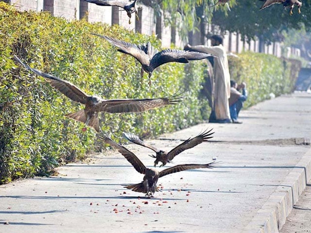 Lahore;  Proposal to compensate citizens for killing eagles