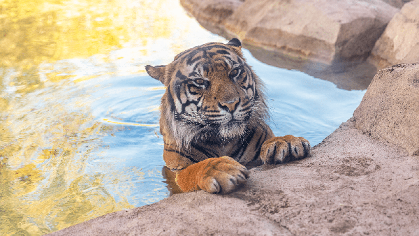 When lions and tigers are hungry, they can attack anyone, experts say