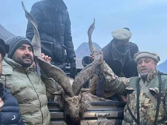 Biggest bid ever for Markhor hunting in Chitral Markhor hunted by American citizen in Chitral. Photo: Express News