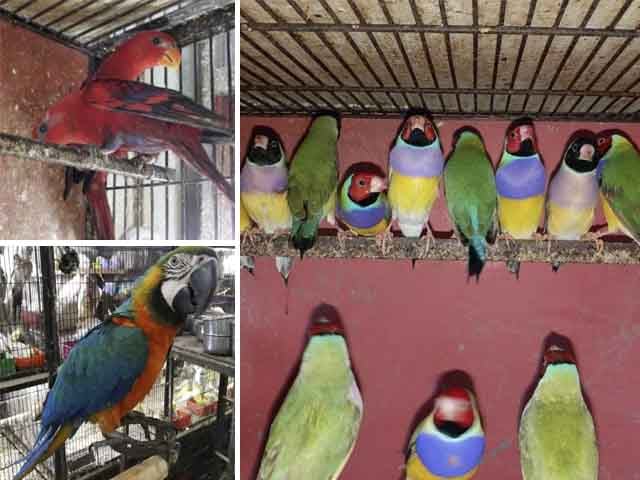 Punjab;  Decision to crack down on trade of birds and wild animals without license