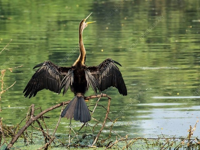 The arrival of the rare bird Oriental Darter in Sindh after 29 years The last sightings of the Oriental Darter were in 1994