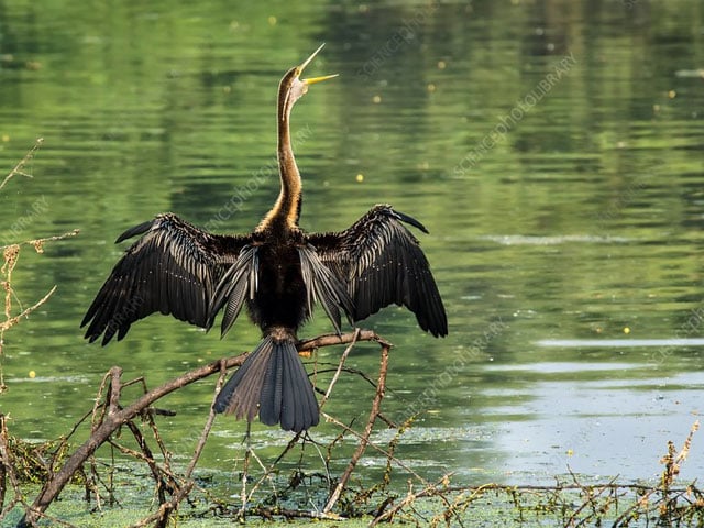 The arrival of the rare bird Oriental Darter in Sindh after 29 years