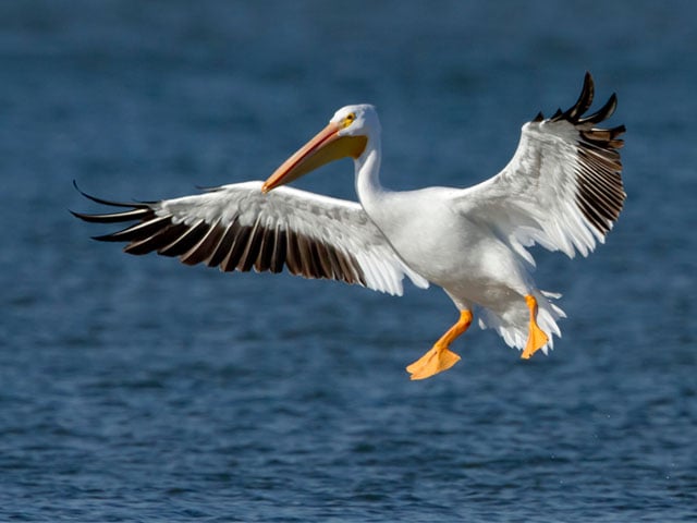 The arrival of Great White Pelicans from the cold regions to the Indus River