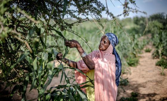 World News in Brief: Investing in primary healthcare, record hunger in West and Central Africa, UNICEF emergency appeal