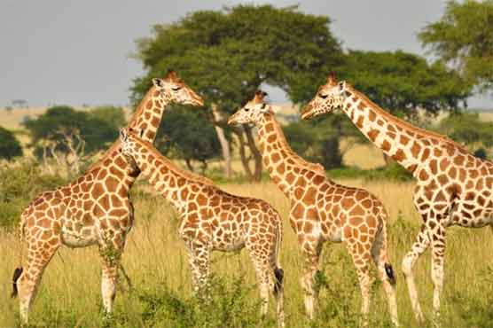 Giraffes at the zoo marvel at water bubbles