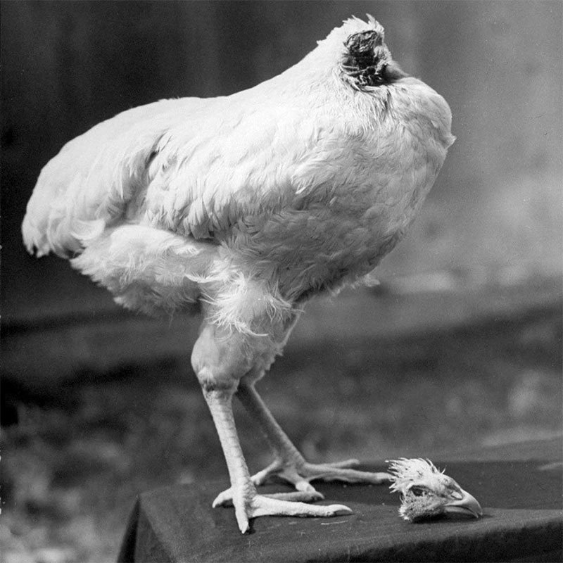 A chicken that survives despite its head being cut off—