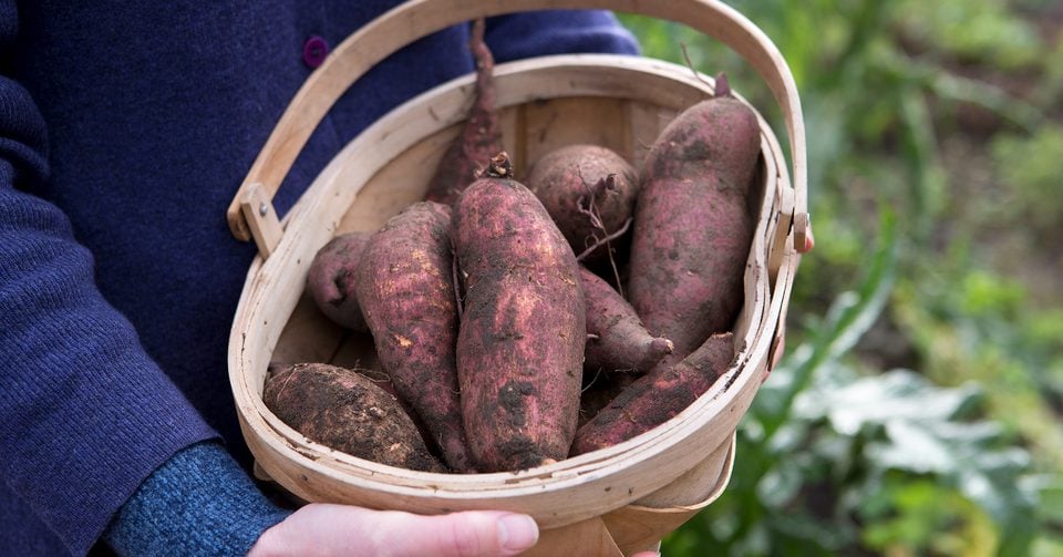 Amazing benefits of sweet potato