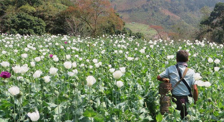 Myanmar overtakes Afghanistan as world’s top opium producer