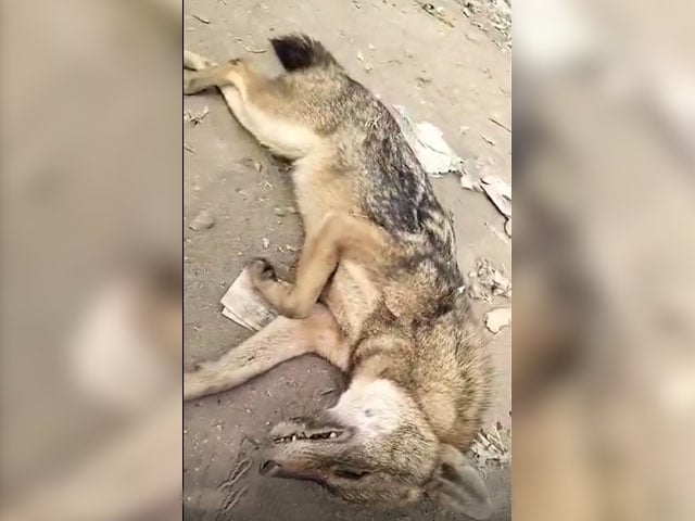 A jackal, a symbol of fear in Nawabshah, was found dead