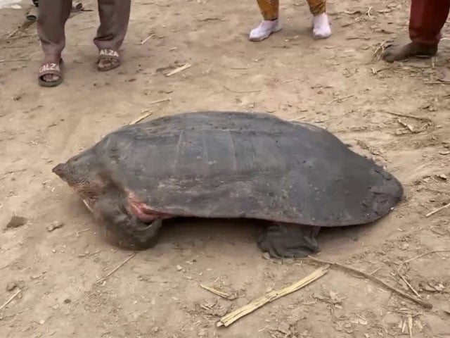 A 65 kg tortoise of rare breed was found in Sahiwal Photo: Express Web