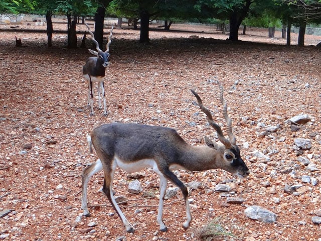 Lahore;  The rare black bucks that were stolen from the wildlife park have not yet been traced