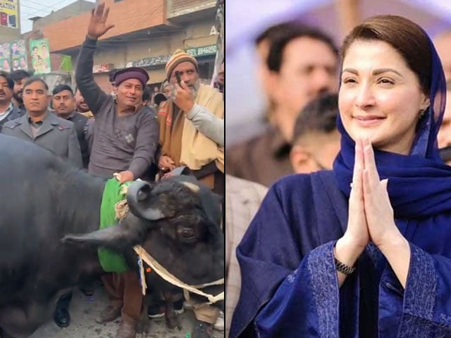 Video: League activists gift buffalo to Maryam Nawaz during election campaign