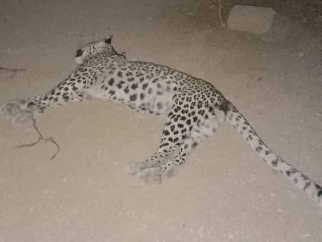 Jamshoro: A leopard that entered the village was killed