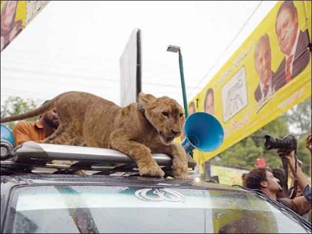 Nawaz Sharif prohibited workers from bringing "lions" in the election rally