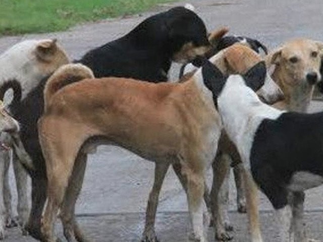 Report sought from Chief Secretary Sindh, Anti Rabies Program Sindh and Secretary Local Government 