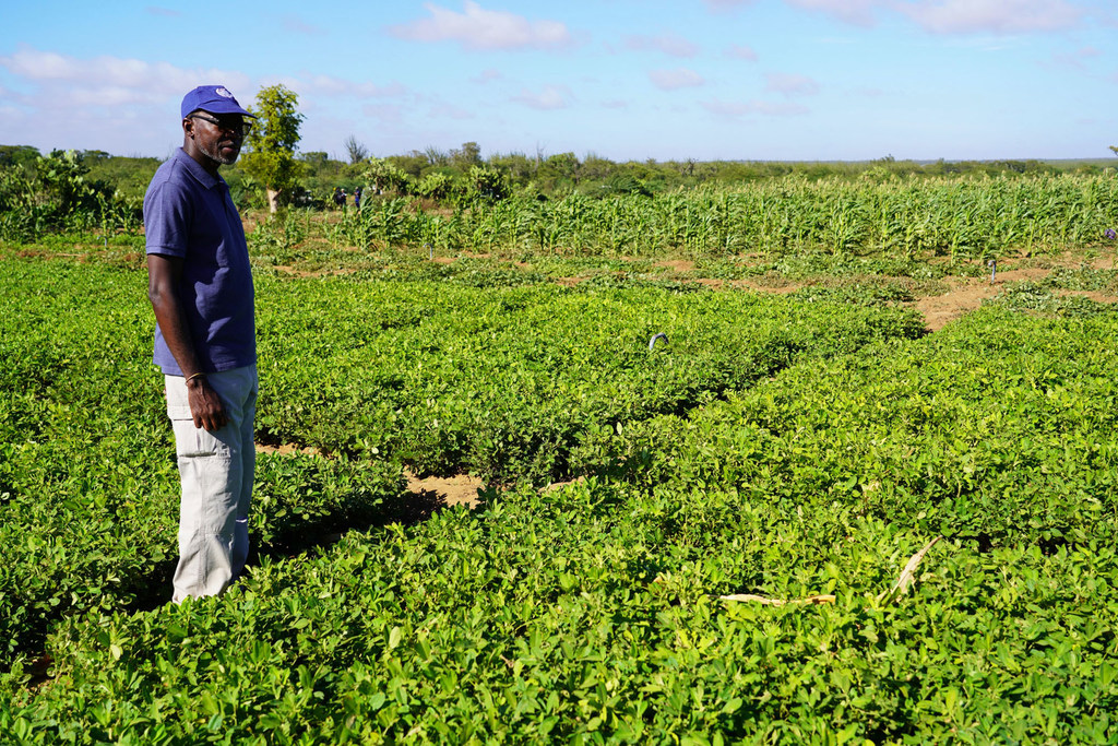 UN Resident Coordinator, Issa Sanogo, visits a field in Amboasary Madagascar, where peanuts are thriving due to new irrigation measures. UN Resident Coordinator, Issa Sanogo, visits a field in Amboasary Madagascar, where peanuts are thriving due to new irrigation measures.