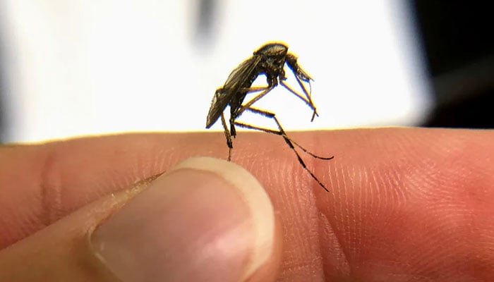 Proven ways to repel mosquitoes from the house ---File photo