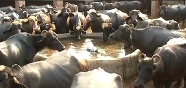 KARACHI: Unidentified armed men have taken away cattle worth crores of rupees