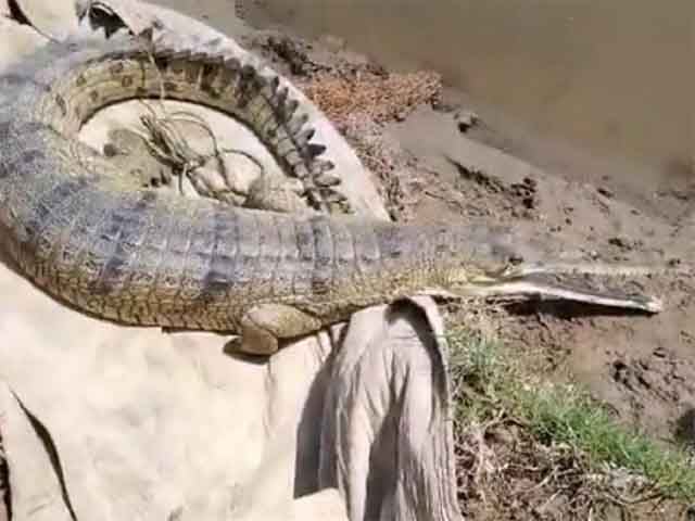 A video of an extremely rare gharial crocodile near Sutlej river has surfaced