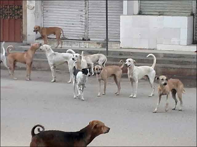 Order to Sindh government to release funds for action against dogs