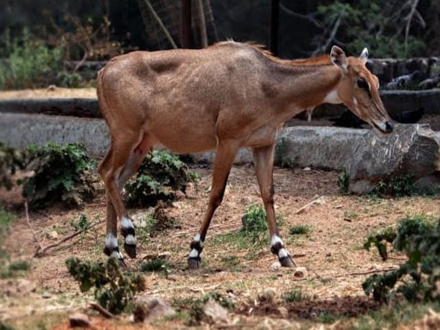 Pakpattan: Wildlife staff rescued an eye-neel cow from across the border