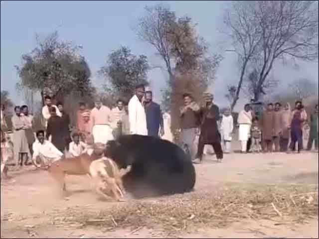 Southern Punjab;  Despite the ban, the bear and dog fighting game continues