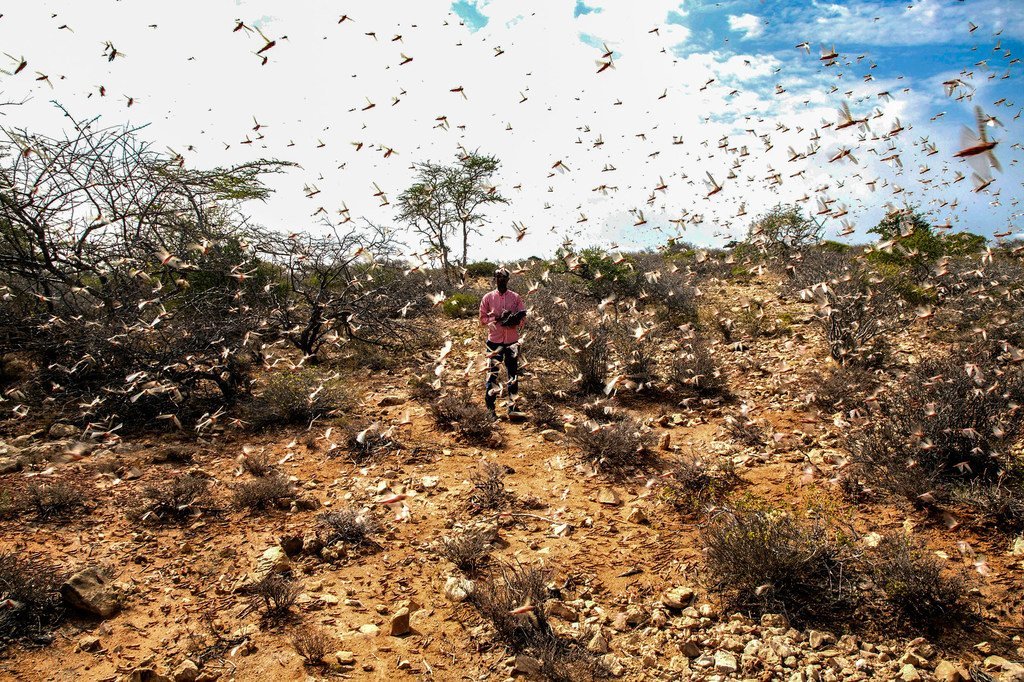 Locusts swarm in the Nugal region of Somalia. Locusts swarm in the Nugal region of Somalia.
