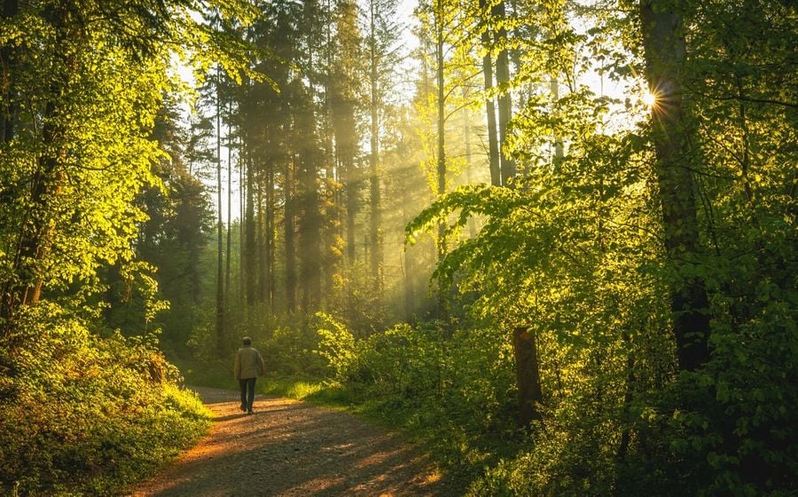 Walking in natural surroundings is more beneficial for brain function, research