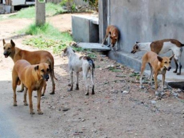 Multan: An 8-year-old girl died after being bitten by stray dogs in Jalalpur Parwala