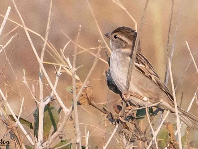 Organized 'bird census' in Karachi, various groups of citizens participated