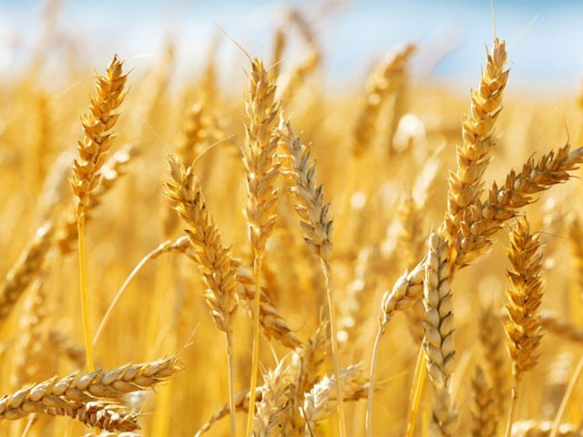 353 wheat purchase centers will be established, food department has taken all measures, food minister Jam Khan Shoro.  Photo: File
