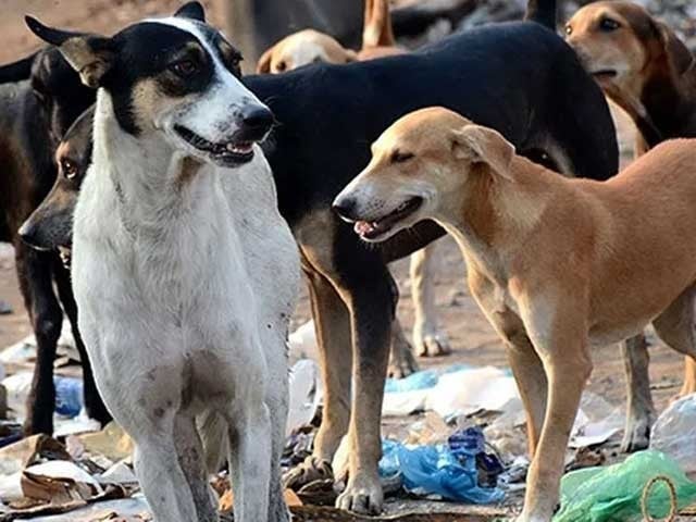 Decision to change the policy of inhumane killing of stray dogs in Khyber Pakhtunkhwa