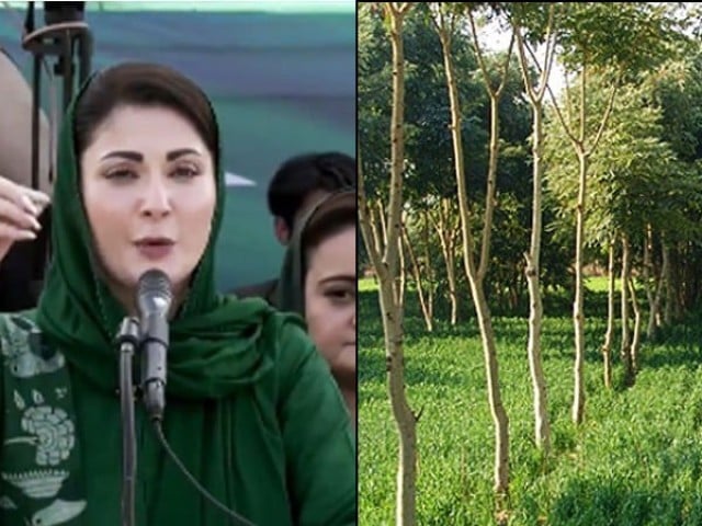 Maryam Nawaz will plant 100,000 saplings—File: Photo