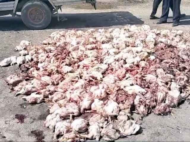 A car full of sick chickens was caught in Lahore The meat of sick chickens was to be sold in the market
