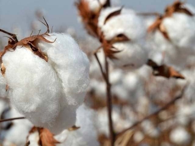 Commencement of advance deals for new cotton crop in Sindh Advance deals for the new crop of cotton are also likely to be up to Rs 23,000 per maund Photo: File