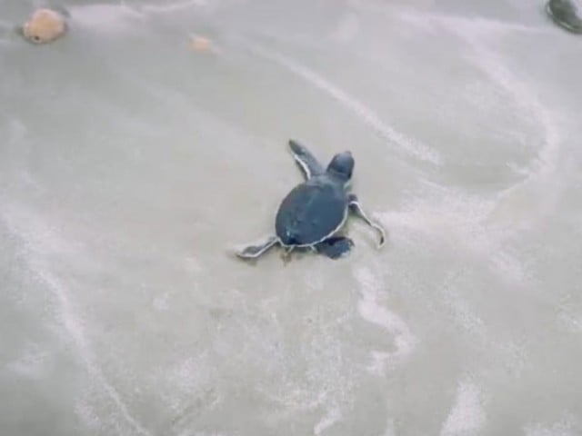 14 thousand 960 newborn turtles were sent to the sea - Photo: Express News