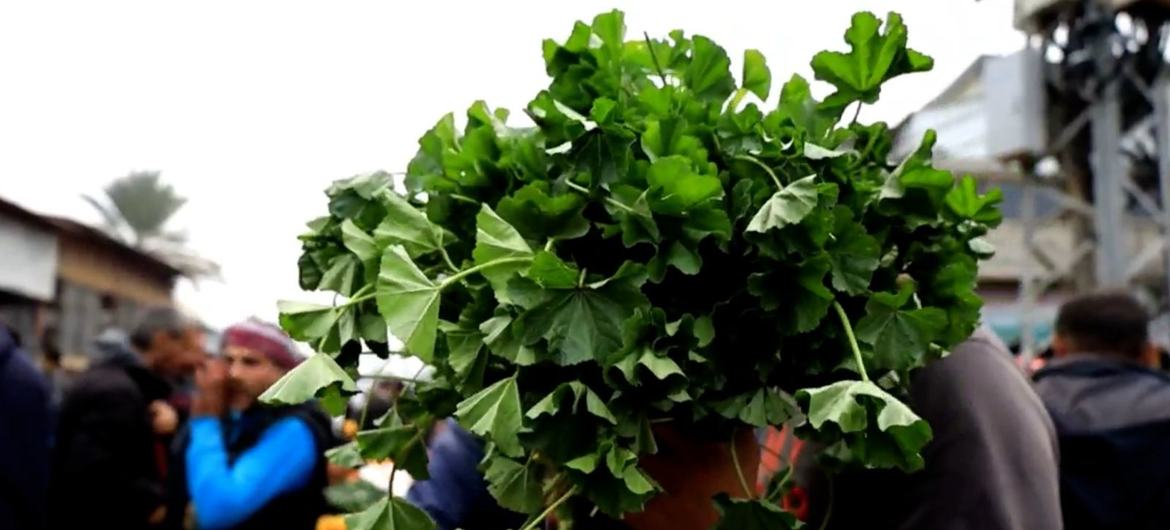 wild plants called cheeseweed being sold in Dier Al Balah, central Gaza, as food stock have been depleted. 