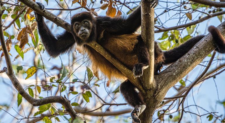 Human ingenuity can help to save nature, Guterres says on World Wildlife Day