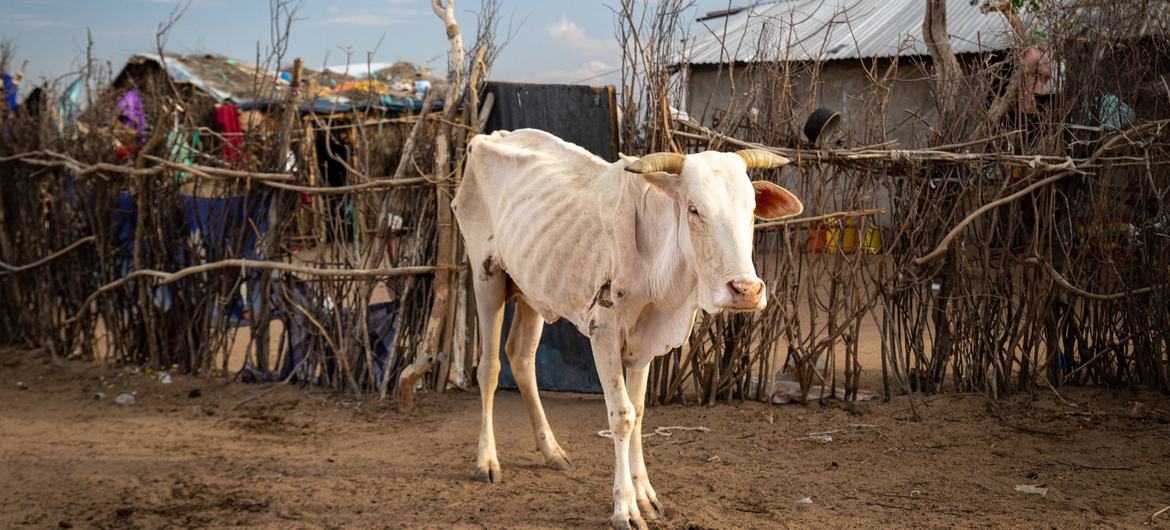 UN officials urge swift action to tackle El Niño-induced extreme weather