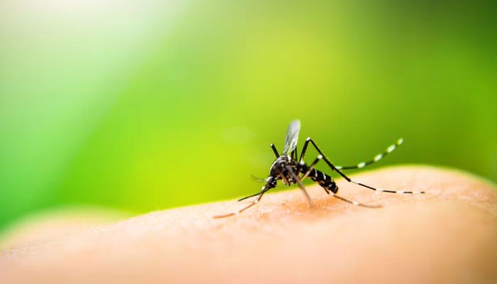 Advisory for prevention of malaria and dengue continues — file photo
