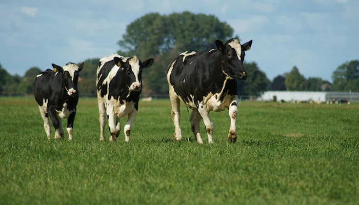 Is bird flu virus in cow's milk dangerous for humans?