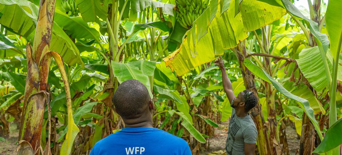 WFP is working with farmers to supply food for school-feeding programmes.