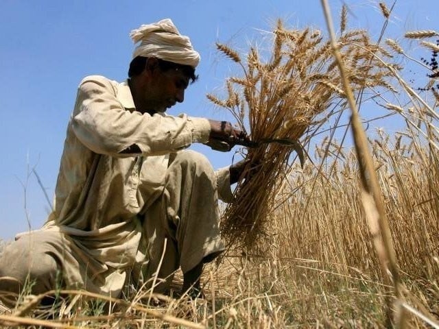 Farmers in Punjab protest against the low support price of wheat The government fixed the support price of wheat at Rs 3900 per maund, which is very low, said Chairman Kisan Ittehad Chaudhry Khalid Hussain Bath.