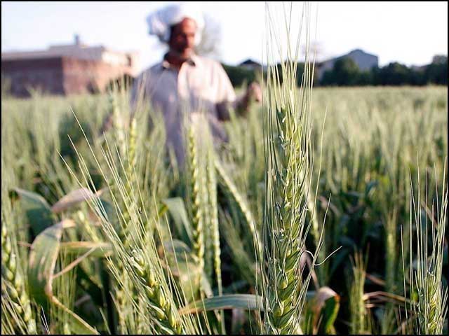 Eid gift for farmers;  The biggest agricultural package in the history of Punjab is ready