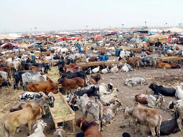 When and where will the main cattle market in Karachi be decorated?