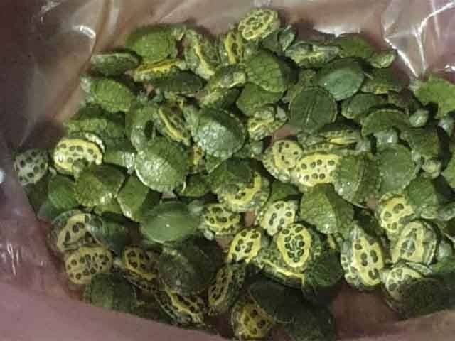 Lahore Airport; Illegal import of 200 rare turtles from Thailand The rare turtles were hidden in special double packing and brought to Pakistan