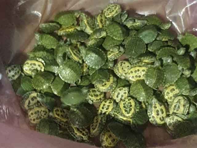 Lahore Airport;  Illegal import of 200 rare turtles from Thailand