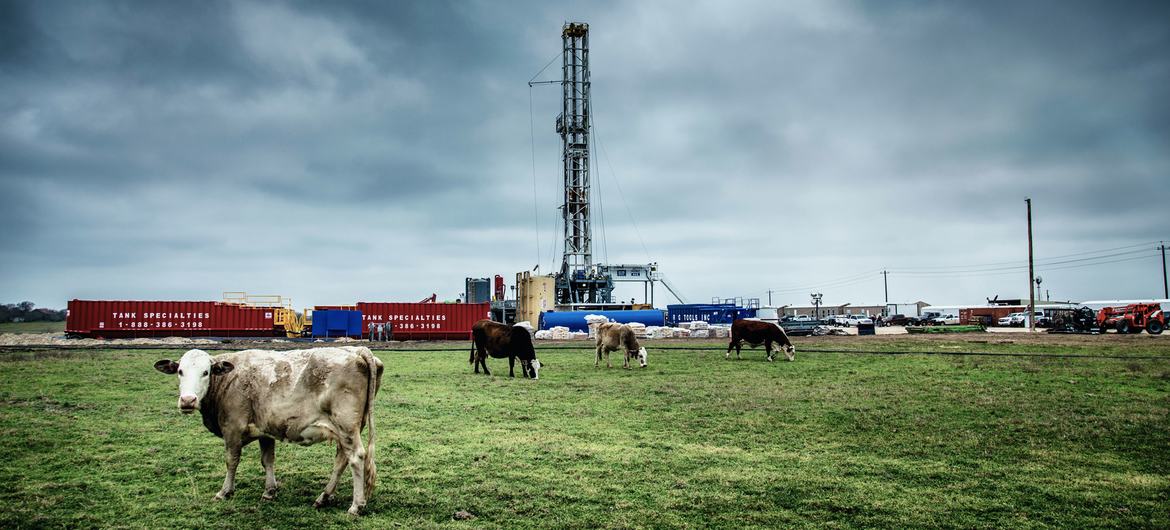 Cows graze near a drilling rig in Texas, USA. Cows graze near a drilling rig in Texas, USA.