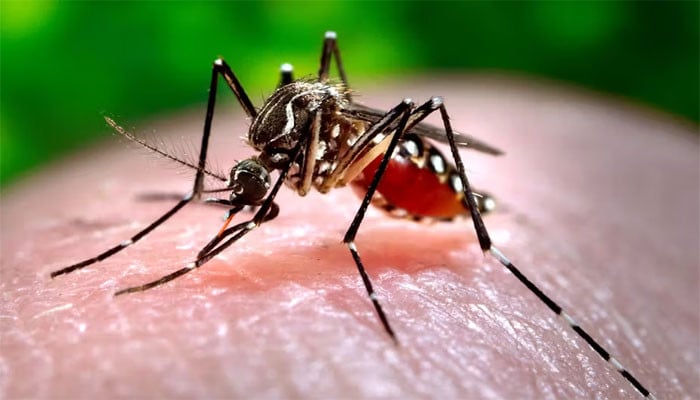 Dengue outbreak rises in Ketch, 77 new cases reported in 24 hours